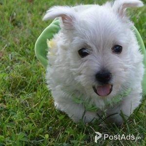 Beautiful West Highland Terrier Puppies | PostAds PH