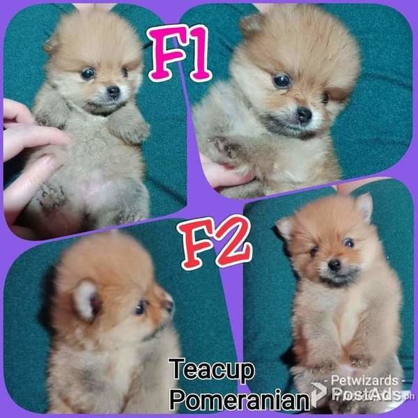 Quality teacup pomeranian puppies for sale