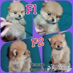 Quality teacup pomeranian puppies for sale | PostAds PH