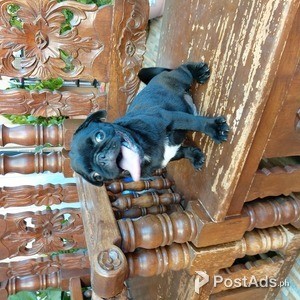 Black Male Pug Puppy ph and us champ line | PostAds PH