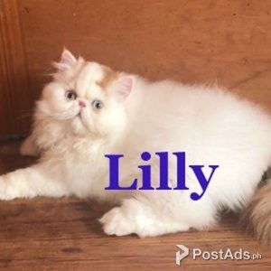 Buy Persian Kittens Online | PostAds PH
