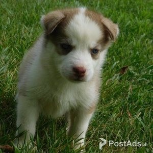 Sweet Siberian Husky Puppies.whatsaap me:+639232316532 | PostAds PH