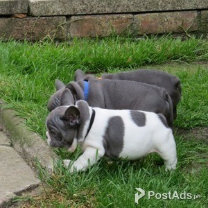 AKC quality French Bulldog Puppy whatsaap me:+639232316532 | PostAds PH