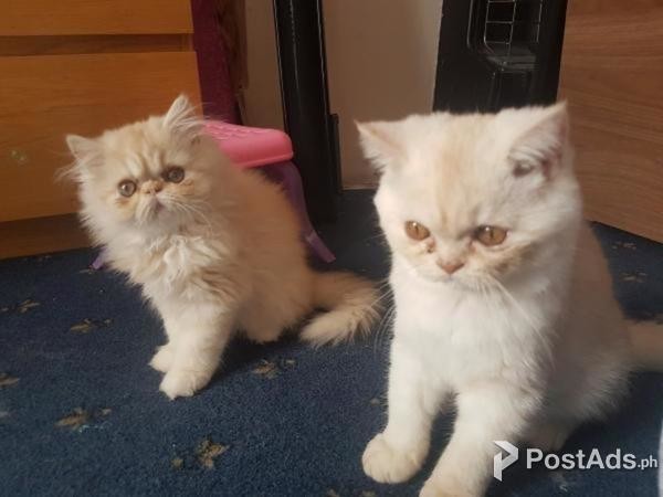 Beautiful Persian Kittens