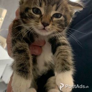 Maine Coon Kittens Gccf Registered | PostAds PH