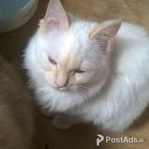 Registered Birman Kittens | PostAds PH