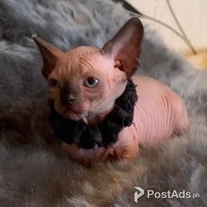 Sphynx Kittens Available Now | PostAds PH