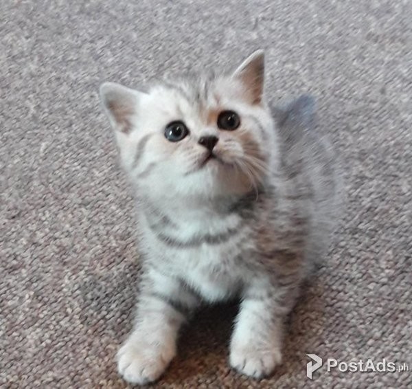 British Shorthair Kittens