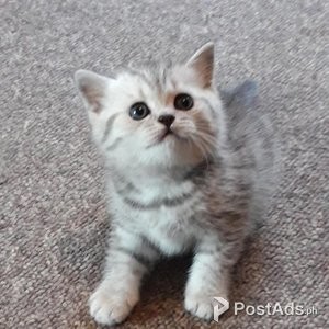 British Shorthair Kittens | PostAds PH