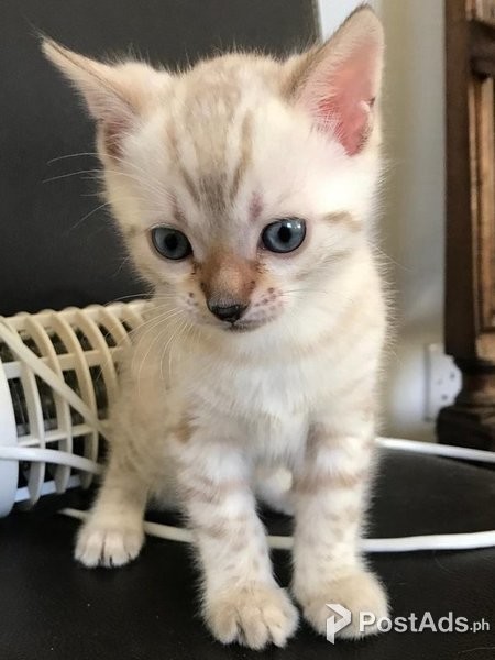 Bengal kittens