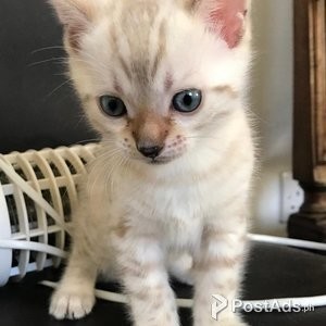 Bengal kittens | PostAds PH