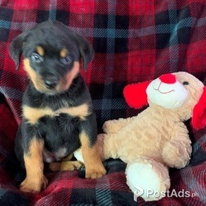 Stunning Rottweiler | PostAds PH