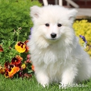 samoyed puppies | PostAds PH