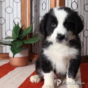 Australian Shepherd Puppies | PostAds PH