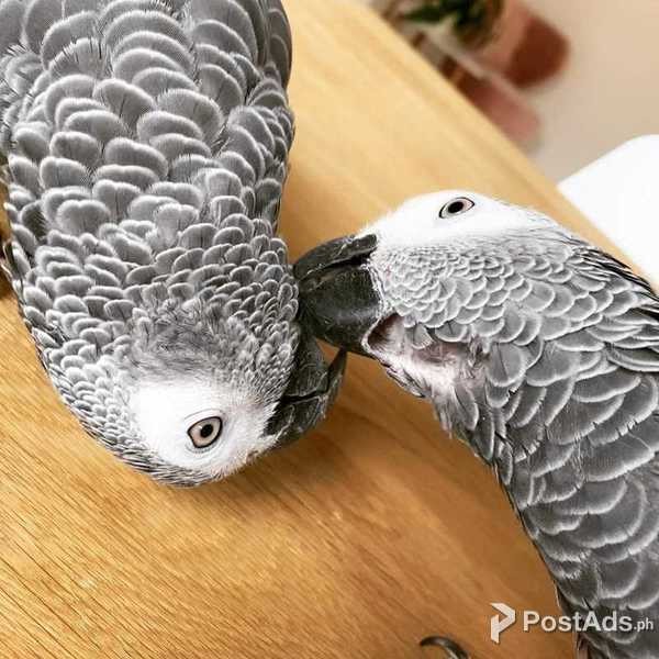 Available AFRICAN GREY,HYACINTH MACAW