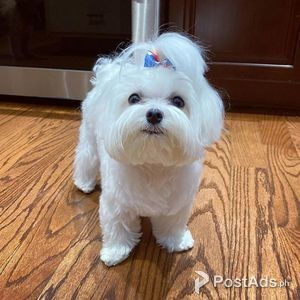 Xmas maltese puppy for adoption(male) | PostAds PH