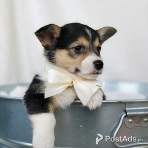 corgi puppy for sale | PostAds PH