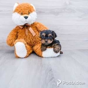 yorkshire terrier puppies available | PostAds PH
