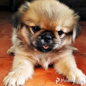 PEKINGESE FEMALE PUPPIES | PostAds PH