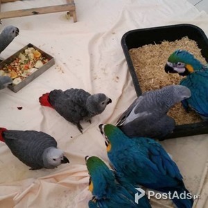 macaws,cockatoos,african greys and fertile eggs | PostAds PH