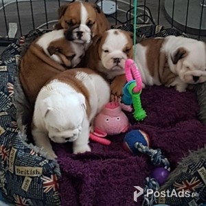 Registered English Bulldogs Puppies For Adoption | PostAds PH