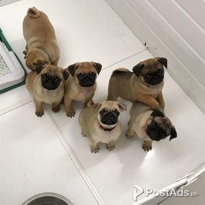Cute brave and adorable pug puppies for adoption | PostAds PH