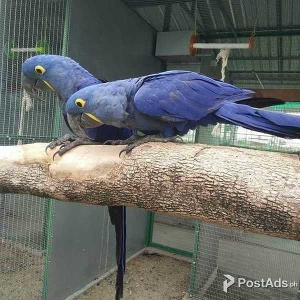 Macaw parrots for sale