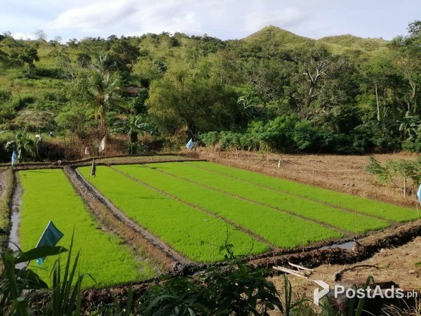 11 Hectare Farm for Sale – Bambang, Nueva Vizcaya