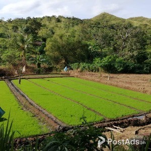 11 Hectare Farm for Sale – Bambang, Nueva Vizcaya | PostAds PH
