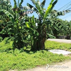 Lot for Sale in Danao, Panglao, Bohol - Along the highway | PostAds PH