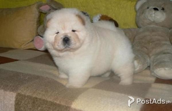  Affectionate Chow Chow Puppies for rehoming 