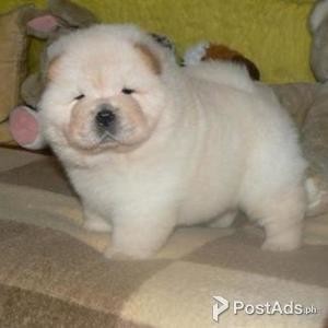 Affectionate Chow Chow Puppies for rehoming | PostAds PH