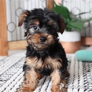 male and female Yorkshire terrier puppies to offer. | PostAds PH