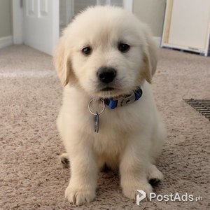 Super adorable Golden retriever Puppies. | PostAds PH