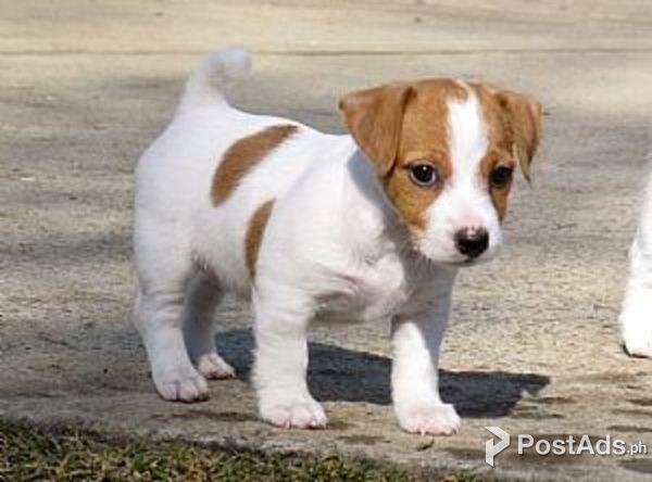  Beautiful males and female jack russell terrier puppies
