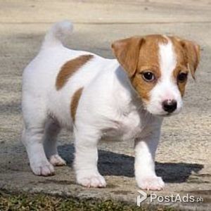 Beautiful males and female jack russell terrier puppies | PostAds PH