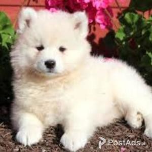 Cute Samoyed puppies are ready for rehoming | PostAds PH
