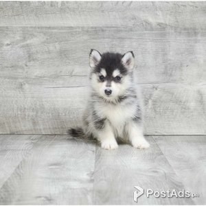 We got two Pomsky puppies. | PostAds PH