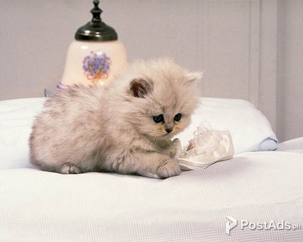  Beautiful Munchkin kittens.