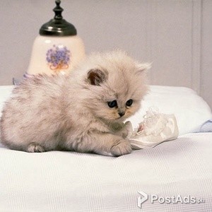 Beautiful Munchkin kittens. | PostAds PH