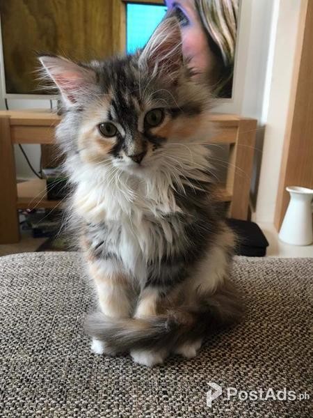 Adorable 12 weeks old Maine Cool kittens available. 