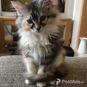 Adorable 12 weeks old Maine Cool kittens available. | PostAds PH