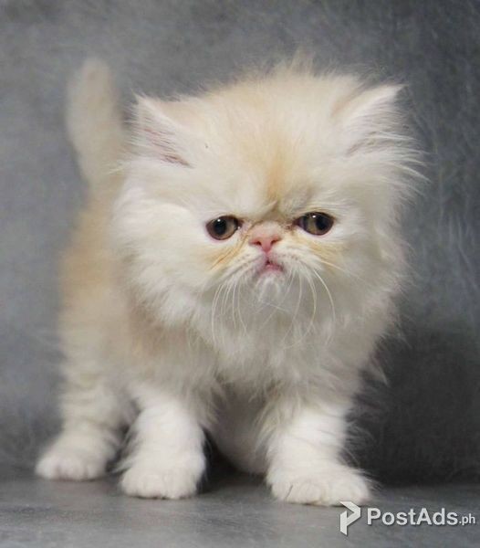  I have a Beautiful Persian Kittens