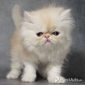 I have a Beautiful Persian Kittens | PostAds PH