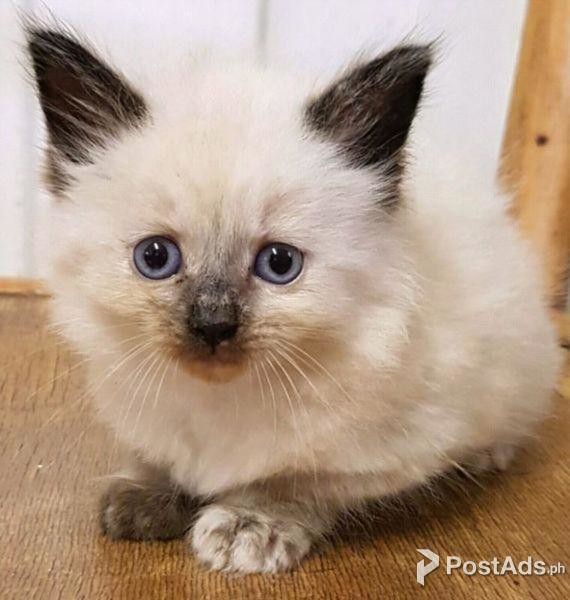 Cute Siamese kittens available for a new home