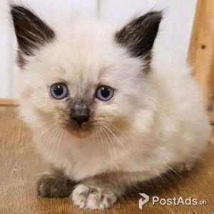 Cute Siamese kittens available for a new home | PostAds PH