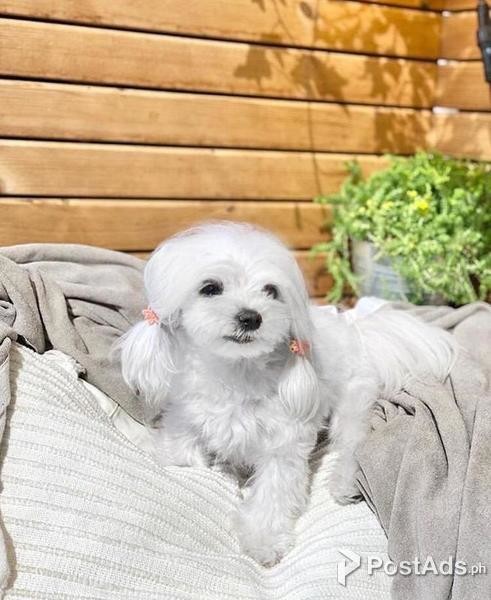 Cute Maltese puppy for sale 