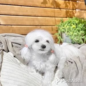 Cute Maltese puppy for sale | PostAds PH