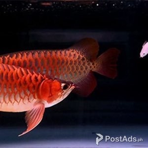 Super Red Arowana,Stingray Fish | PostAds PH