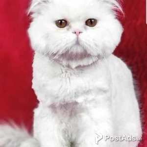 Persian Kittens for Sale Near Me | PostAds PH